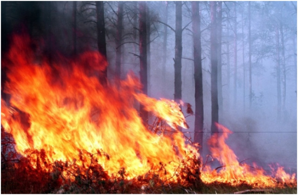 Արցախում անտառային հրդեհները տարածվել են Մարտունու տարածքում